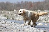 GOLDEN RETRIEVER 454